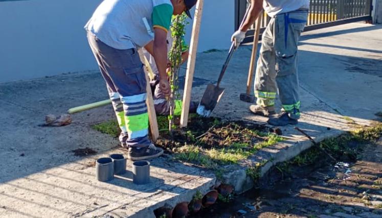 PLANTACION